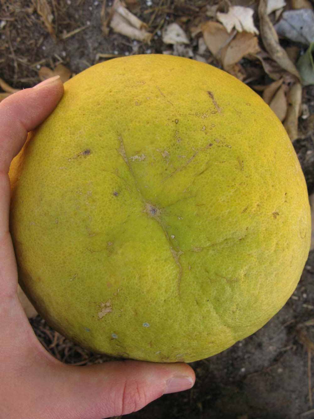              Fruit (Sha Tian You, Winter Haven, FL)   